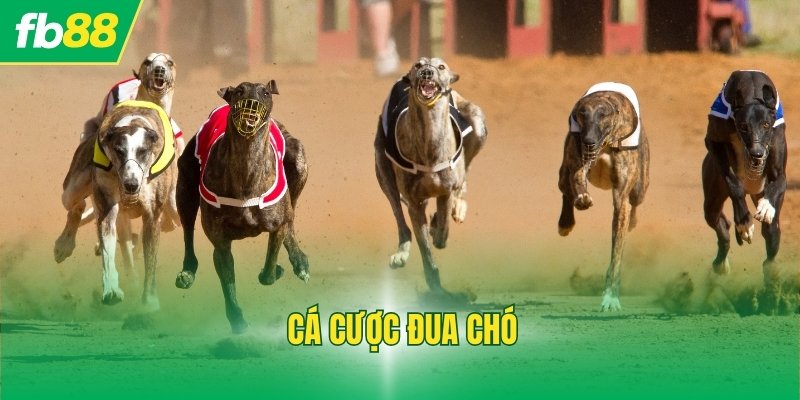 Cá Cược Đua Chó