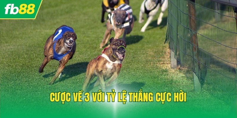 Cược về 3 với tỷ lệ thắng cực hời