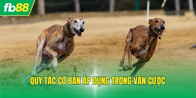 Quy tắc cơ bản áp dụng trong ván cược