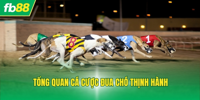 Tổng quan cá cược đua chó thịnh hành